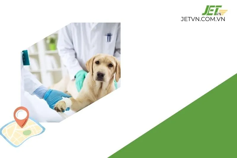 Top 5 Phòng Khám Thú Y Quảng Bình Dịch Vụ Uy Tín Nhất